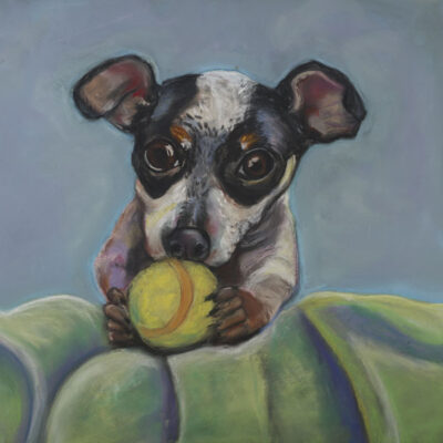 Got Balls - Aussie Shepard puppy with tennis ball