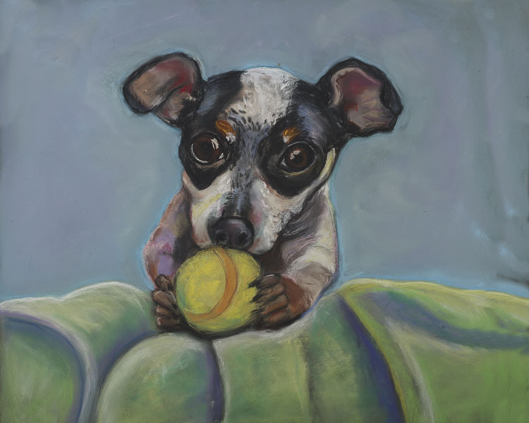 Got Balls - Aussie Shepard puppy with tennis ball