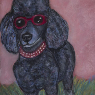 Poodle in sunglasses