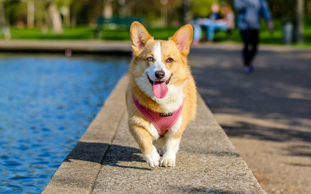 Is Your Dog Getting Enough Exercise?