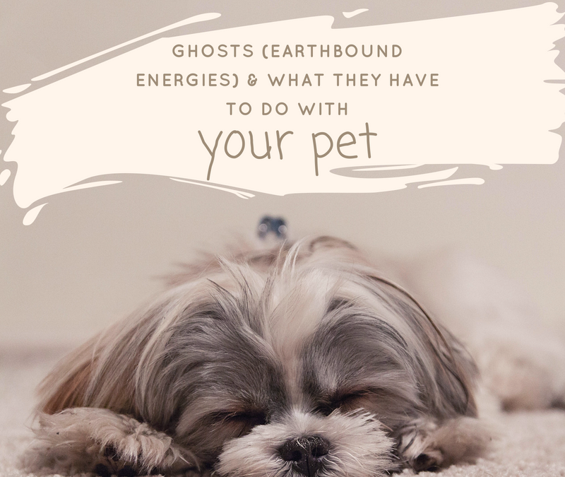 Ghosts (Earthbound energies) & what they have to do with your pet