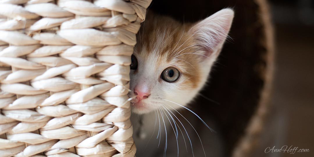 Let MeOwt! The Real Reason Your Cat Isn’t Loving Life Indoors