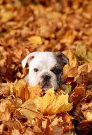 Bulldog in leaf pile