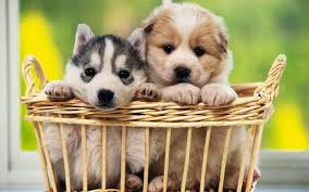 Puppy basket