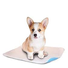 Lennypads – more than just a potty pad for dogs.