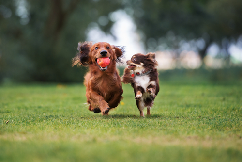 The Foundations Of A Healthy Lifestyle for Dogs