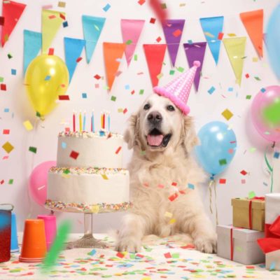 Pet Birthday Party