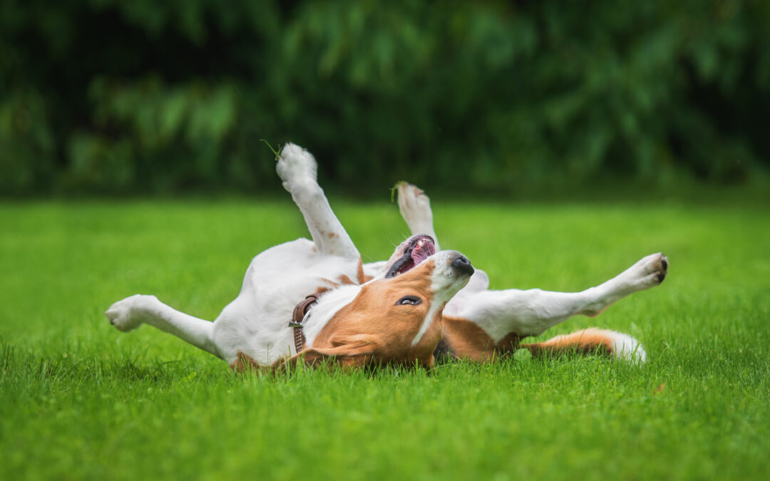 Tips To Ensure Your Dog Stays Happy & Healthy