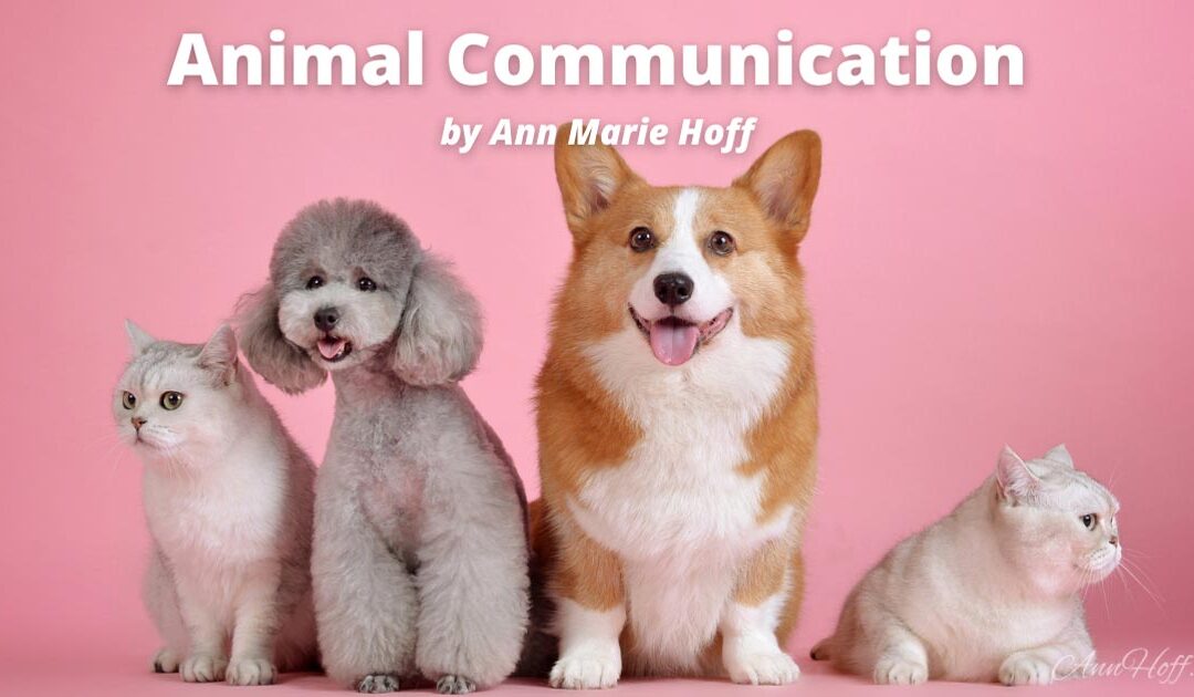 Animal Communication by Ann Marie Hoff