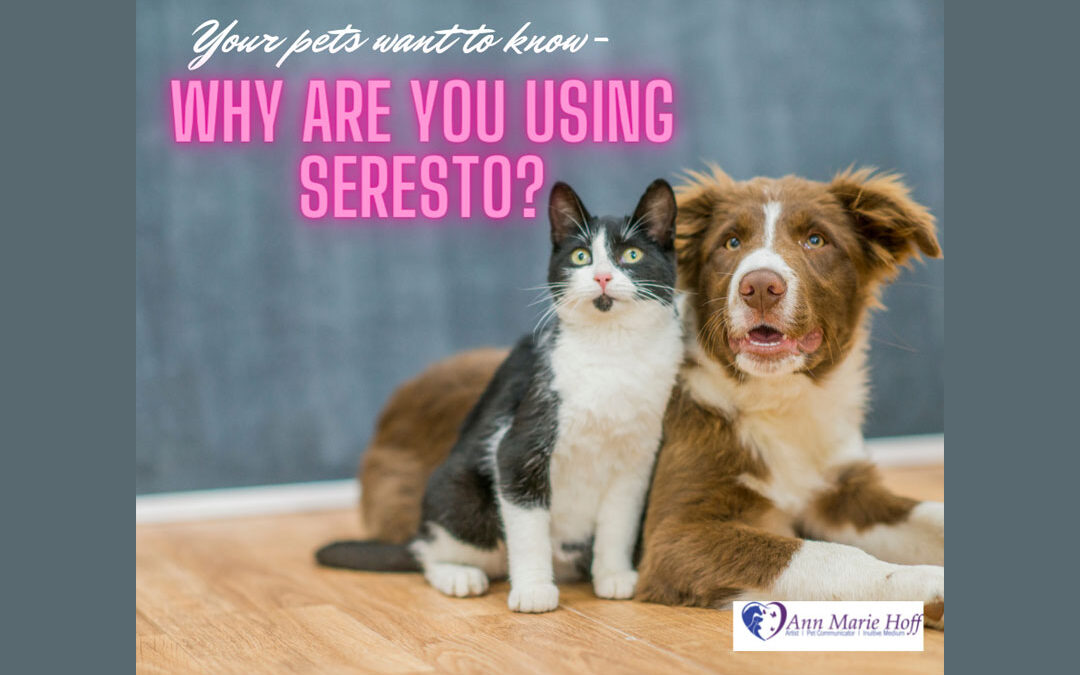 Why are you using Seresto?