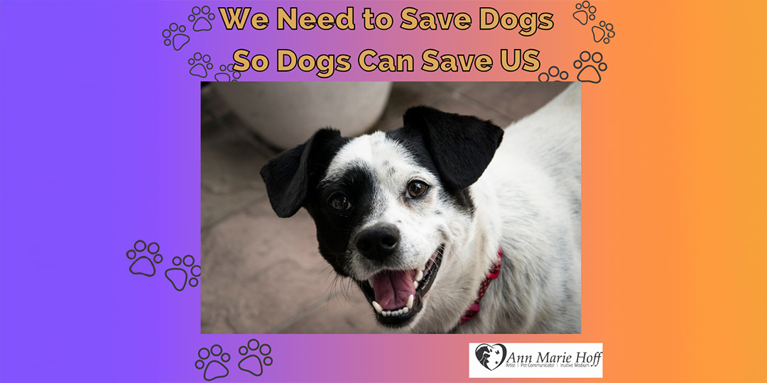 Dogs Need to be Saved