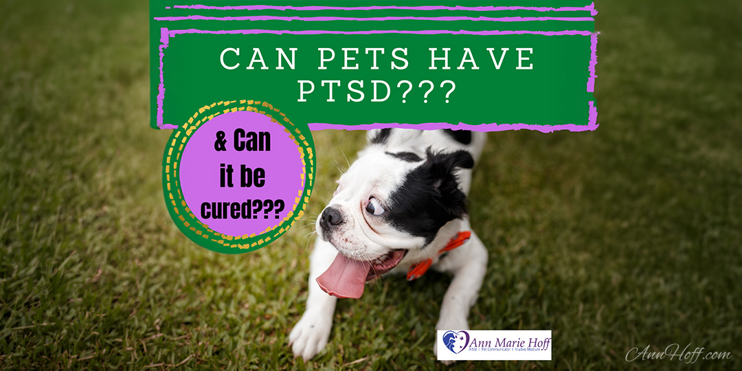 Can Animals have PTSD?