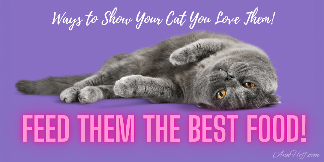 Show your cat love by feeding them the best food